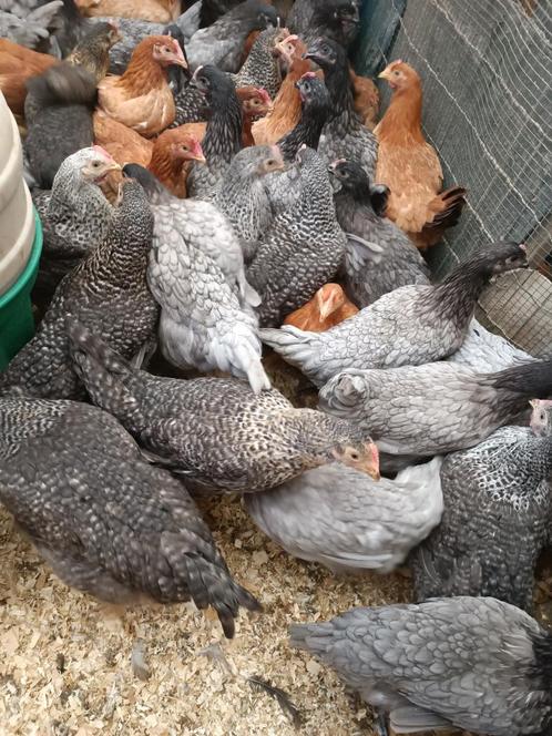 vleeshaantjes 3 maand 2 kg kabir , cou nu , koekoek, Dieren en Toebehoren, Pluimvee, Kip, Mannelijk