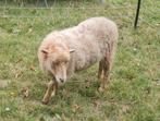 Mooi wit Ouessant ooitje van 2023, Dieren en Toebehoren