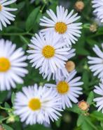 7 x  kalimeris incasa madiva in POT ,prairytuin en border, Tuin en Terras, Ophalen