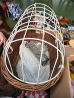 Fietsmand voor hond, Fietsen en Brommers, Fietsaccessoires | Fietsmanden, Ophalen of Verzenden, Zo goed als nieuw, Fietsmand