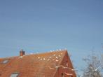 Witte duiven (Bruidsduiven), Dieren en Toebehoren, Vogels | Duiven