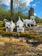 West Highland White terriër pups/westy/westie/cesar/pups, Dieren en Toebehoren, CDV (hondenziekte), Meerdere, 8 tot 15 weken, Meerdere dieren
