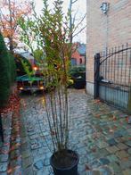 Ligustrum, Tuin en Terras, Planten | Struiken en Hagen, Ophalen