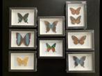 Nieuwe lijsten met echte VLINDERS, 25€/exemplaar, Ophalen of Verzenden, Nieuw