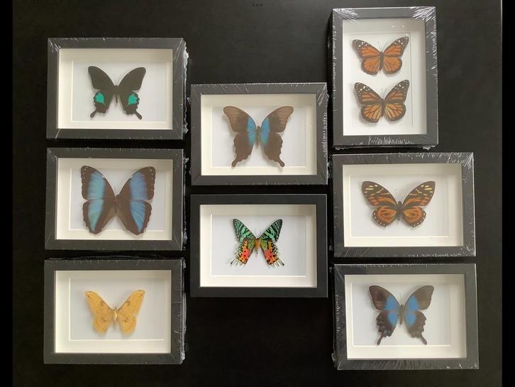 Nieuwe lijsten met echte VLINDERS, 25€/exemplaar, Huis en Inrichting, Woonaccessoires | Lijsten, Nieuw, Ophalen of Verzenden