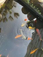 koi en windes, Enlèvement