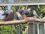 Agapornis roseicolli, Dieren en Toebehoren, Meerdere dieren, Dwergpapegaai of Agapornis