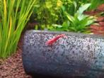 Vuur garnalen zoetwater, Animaux & Accessoires, Poissons | Poissons d'aquarium, Homard, Crabe ou Crevette, Poisson d'eau douce