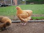 Jonge orpington (groot) hanen, Dieren en Toebehoren, Mannelijk, Kip
