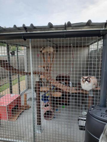 Kattenren voor buiten beschikbaar voor biedingen