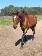 Drachtige merrie van extreme us(elite merrie), Dieren en Toebehoren, Paarden, Merrie, Gechipt, Niet van toepassing, Dressuurpaard