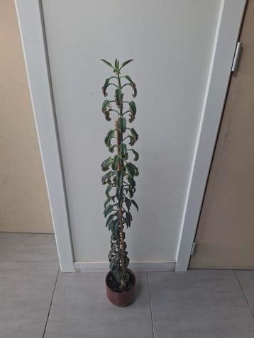 Kalanchoe pink butterfly  beschikbaar voor biedingen