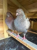 Duitse modena King duiven koppel, Dieren en Toebehoren