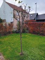 appelboom, Ophalen, Nieuw