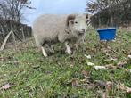 Ouessant ram, Dieren en Toebehoren, Schapen, Geiten en Varkens, Mannelijk, Schaap, 0 tot 2 jaar