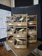 Canari de Chant HARZ, Dieren en Toebehoren, Mannelijk, Zangkanarie