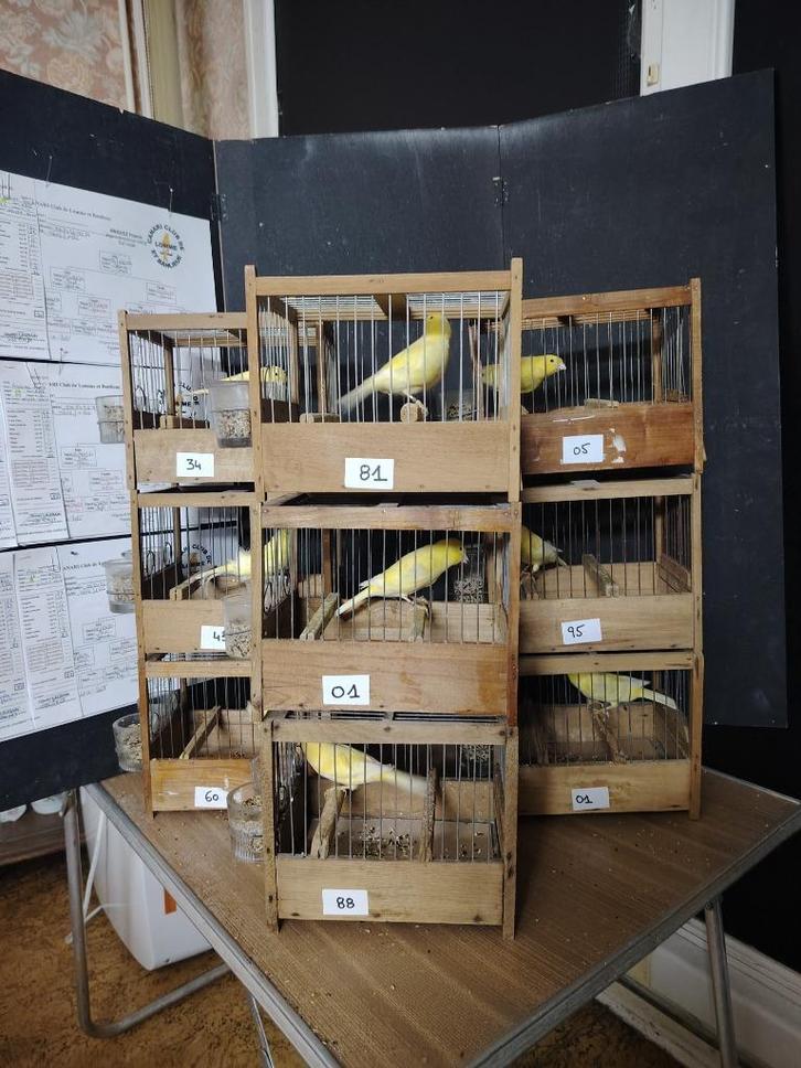 Canari de Chant HARZ, Dieren en Toebehoren, Vogels | Kanaries, Zangkanarie, Mannelijk