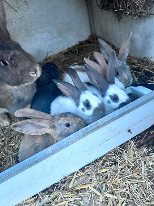 Raszuivere Reuzevlinders, Dieren en Toebehoren, Konijnen, Groot, Mannelijk, 0 tot 2 jaar