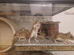 Jonge gerbils, Dieren en Toebehoren, Juni, Vrouwelijk, Tam