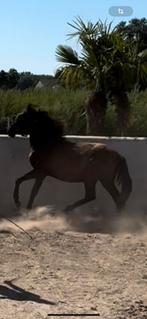 Pouliche noir 1ans 6 moi, Dieren en Toebehoren, Paarden en Pony's | Dekhengsten en Fokmerries