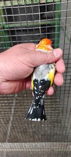 Major XL Agaat redhead 2025, Dieren en Toebehoren, Mannelijk, Wildzangvogel, Geringd