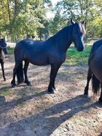Friese, Dieren en Toebehoren