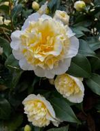 Camelia Brushfield yellow ca 100 cm, Ophalen of Verzenden, Struik, Minder dan 100 cm