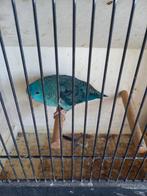 Blauwe catharina man, Dieren en Toebehoren, Vogels | Parkieten en Papegaaien, Geringd
