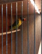 Jonge personata, Dieren en Toebehoren, Vogels | Parkieten en Papegaaien