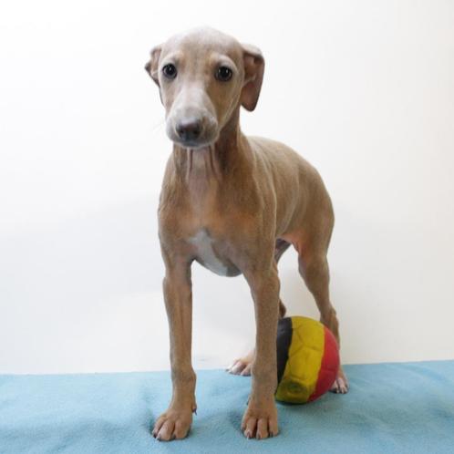 Italiaanse Windhond (Blue Fawn) Belgische pups te koop, Dieren en Toebehoren, Honden | Windhonden, Meerdere dieren, Overige rassen