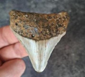 usa megalodon tand	6x5.1x1.2 cm beschikbaar voor biedingen