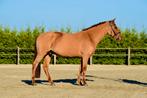 Super brave D pony, Dieren en Toebehoren, Paarden, Minder dan 160 cm, Gechipt, Ruin, L