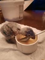 Jonge lori van de blauwe bergen