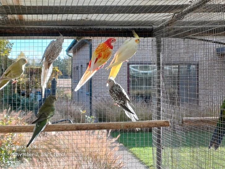 calo femelles: différentes couleurs, Animaux & Accessoires, Oiseaux | Perruches & Perroquets, Perruche