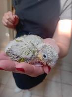 1 purhurra jong., Dieren en Toebehoren, Vogels | Parkieten en Papegaaien