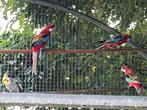 Prachtrosella opaline jongen 2025, Dieren en Toebehoren, Vogels | Parkieten en Papegaaien, Meerdere dieren, Parkiet, Geringd
