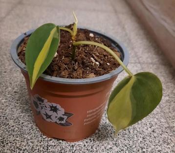 Philodendron brasil stekje beschikbaar voor biedingen