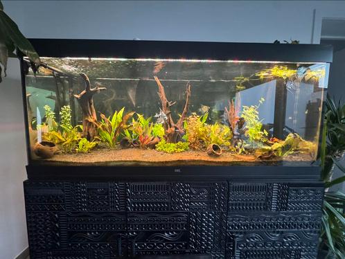Aquarium Juwel Rio 450 L, Dieren en Toebehoren, Vissen | Aquaria en Toebehoren, Zo goed als nieuw, Ophalen