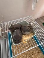 Hamsters, Dieren en Toebehoren, Hamster, Juni, Meerdere dieren, Tam