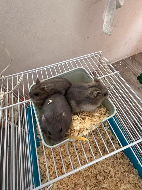 Hamsters, Dieren en Toebehoren, Knaagdieren, Meerdere dieren, Hamster, Juni, Tam