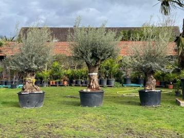 Nieuwe aanvoer,  prachtige olijfbomen uit Spanje