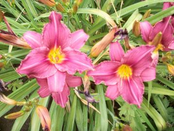 Hemerocallis Night Beacon, Dark Miner, Black Emmanuelle enz. beschikbaar voor biedingen