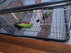 Rood vleugelparkieten koppel en kooi te koop, Dieren en Toebehoren, Vogels | Parkieten en Papegaaien, Meerdere dieren, Parkiet