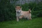 Shiba inu pups, Dieren en Toebehoren, België, 15 weken tot 1 jaar, CDV (hondenziekte), Poolhond