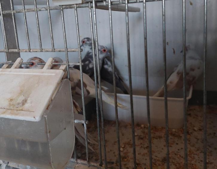 Diamantduifjes, Dieren en Toebehoren, Vogels | Duiven, Overige soorten, Meerdere dieren