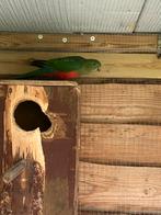 Koppel koningsparkieten 2019, Dieren en Toebehoren, Geringd