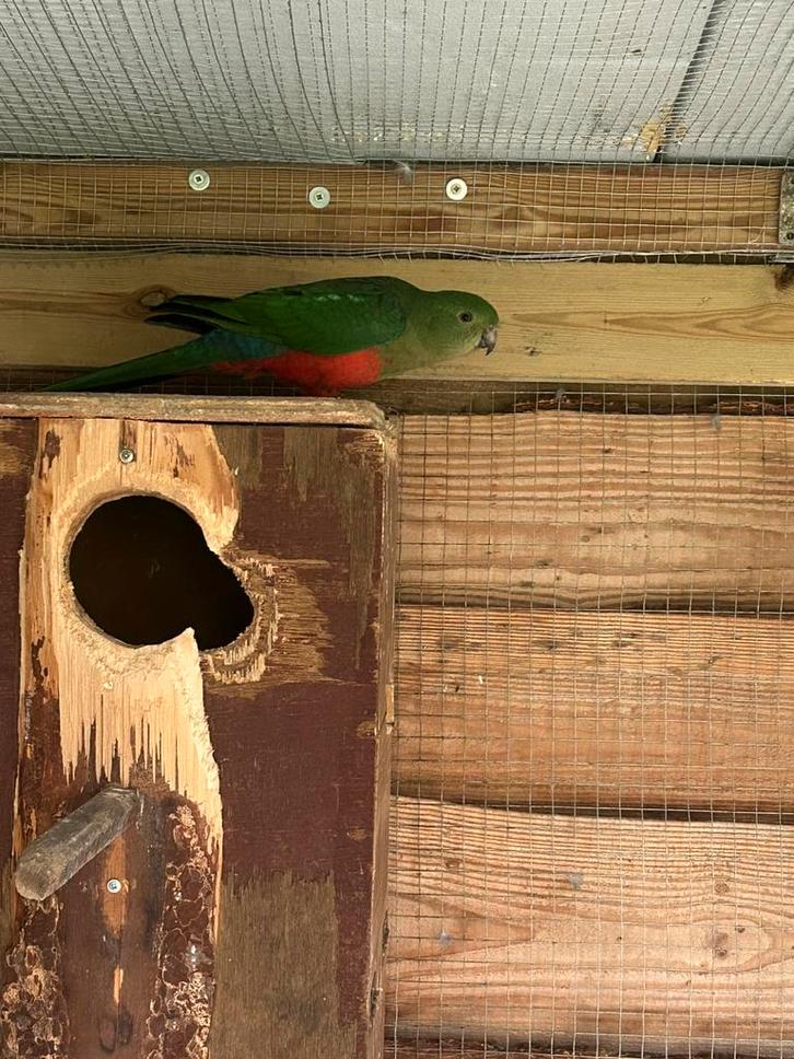 Koppel koningsparkieten 2019, Dieren en Toebehoren, Vogels | Parkieten en Papegaaien, Geringd