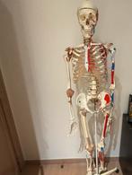 Geraamte, Ophalen, Zo goed als nieuw