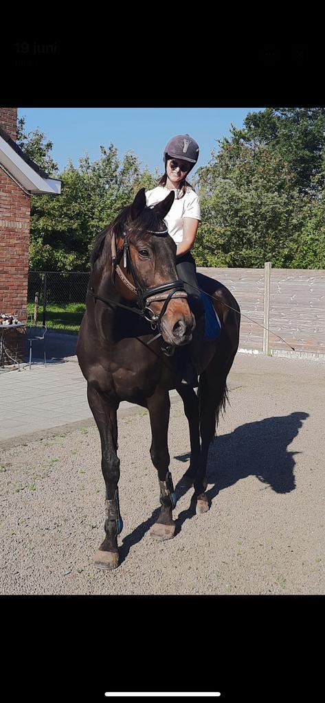 Bijrijder gezocht Halve stal, Dieren en Toebehoren, Paarden, Ruin, 160 tot 165 cm, 11 jaar of ouder, Recreatiepaard