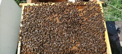 Vends reines abeilles Buckfast, Dieren en Toebehoren, Insecten en Spinnen, Bijen